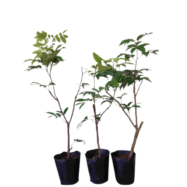 レイシ苗木☆チャカパット取木苗 - BUSSAN